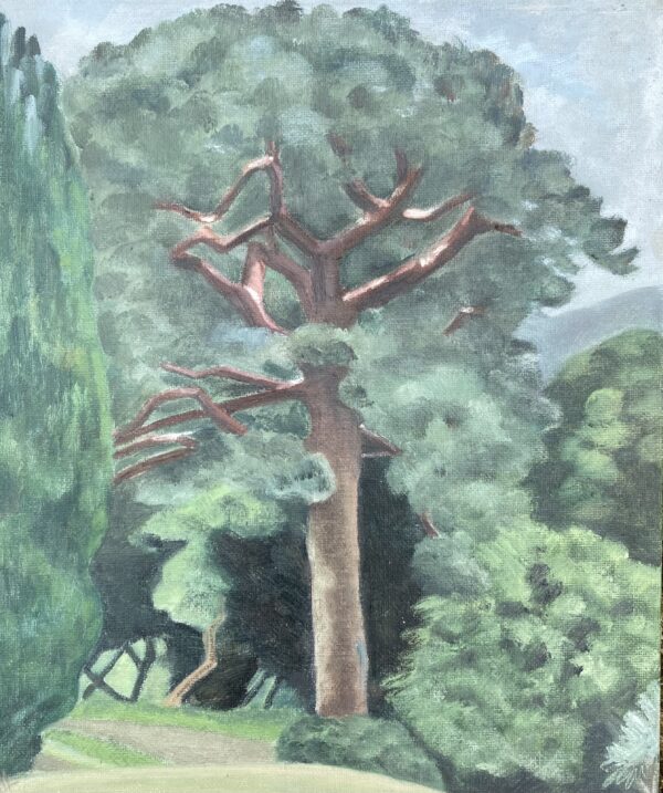 Cedar tree in an irish garden