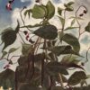 French Beans. oil on board. 42x30.5cm £150