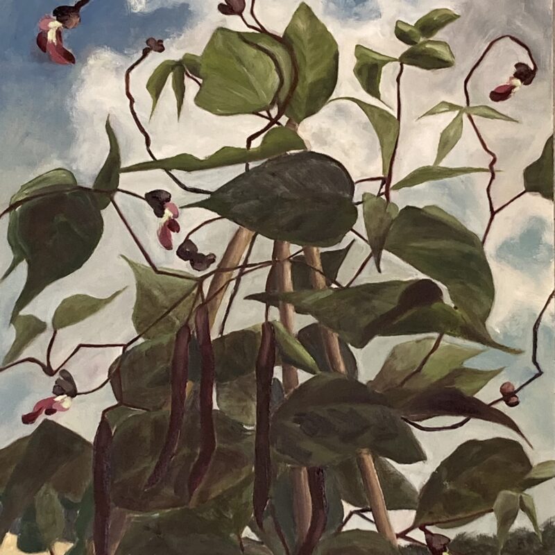 French Beans. oil on board. 42x30.5cm £150